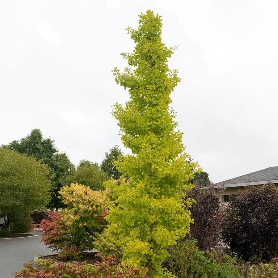 Gold Spire Ginkgo