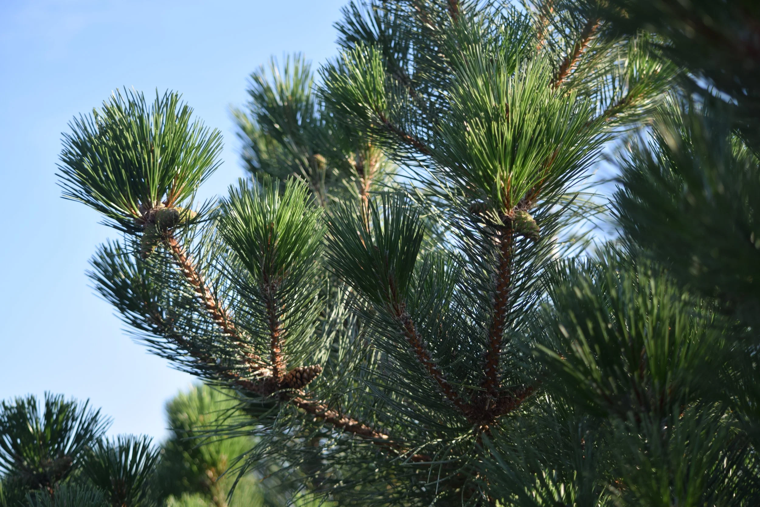 Oregon Green Pine