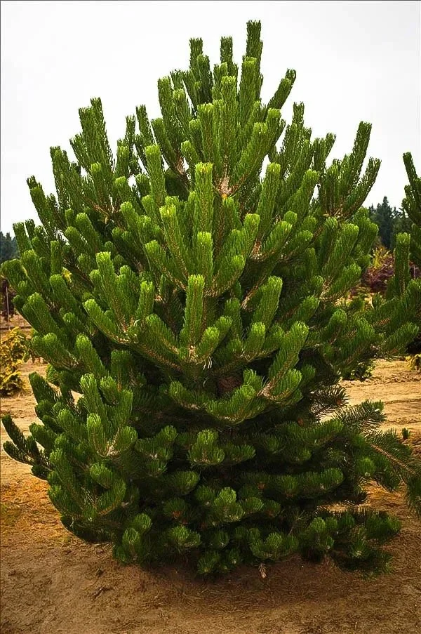 Oregon Green Pine