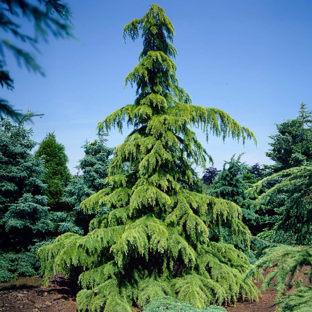 Deodar Sanders Golden Cedar
