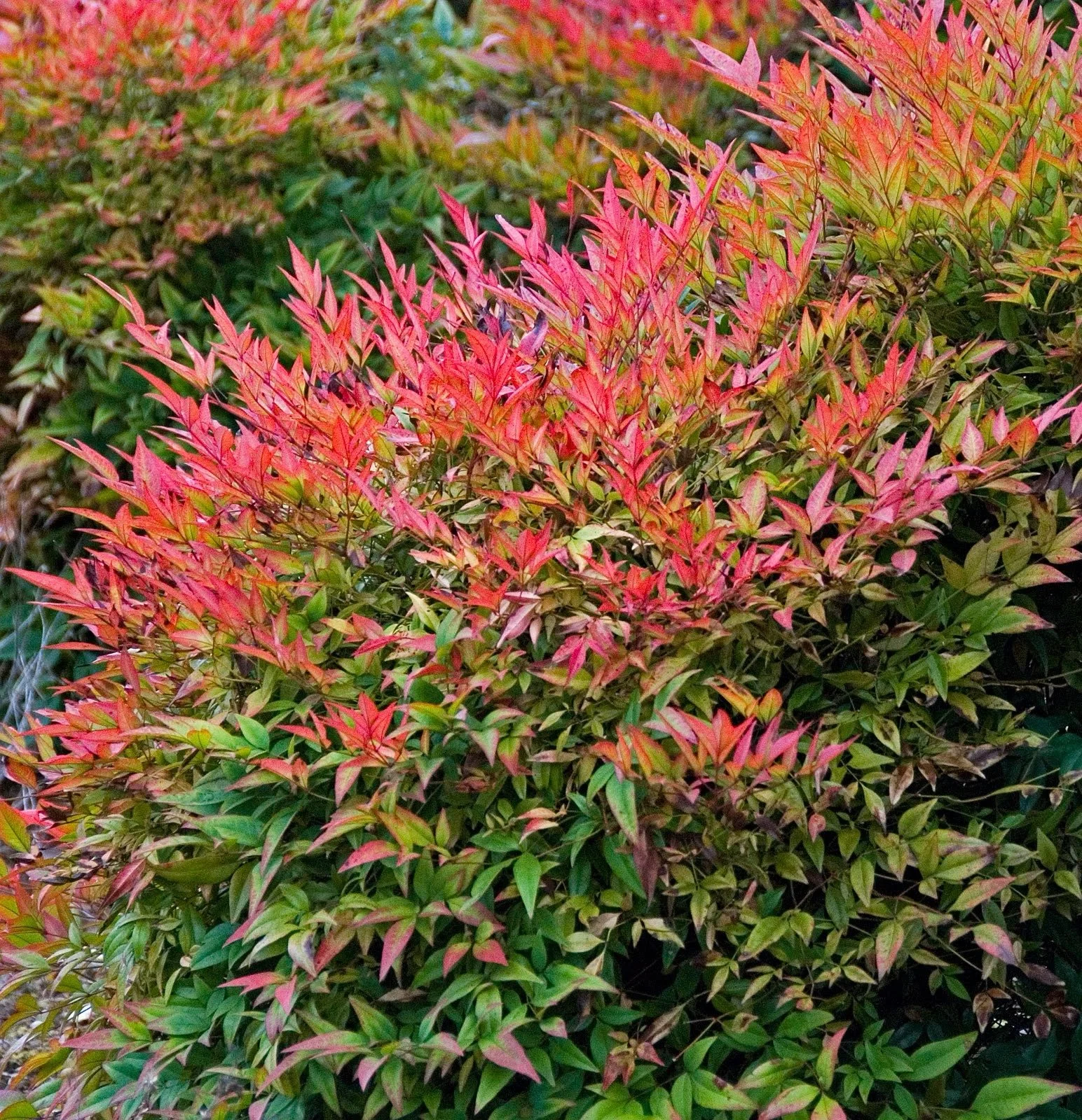 Gulfstream Nandina