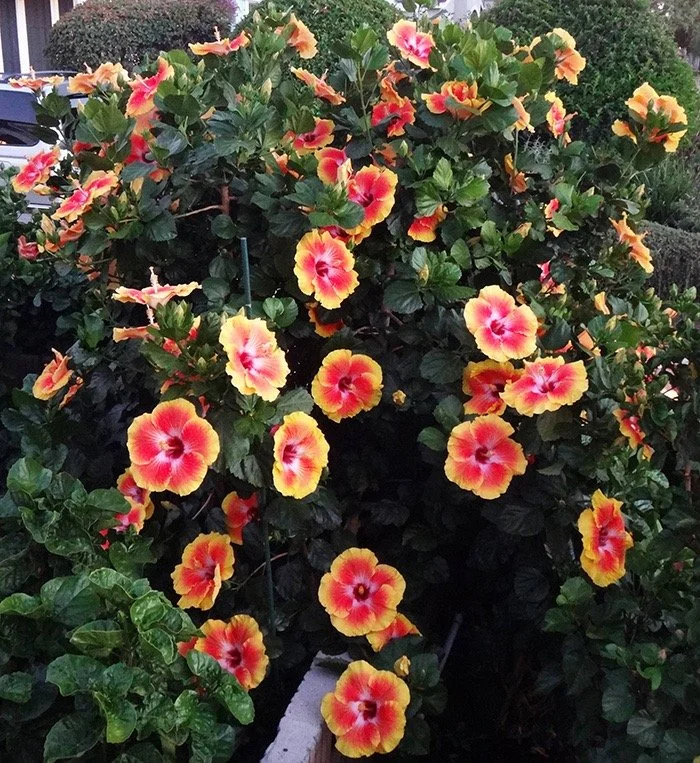 Hollywood Hibiscus