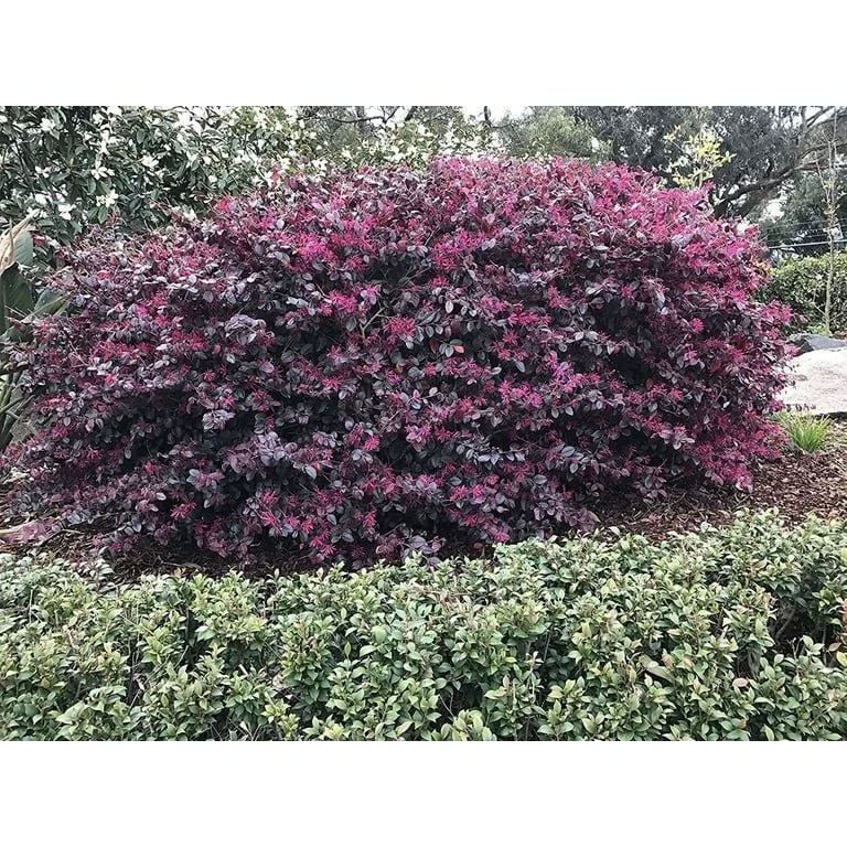 Plum Delight Loropetelum