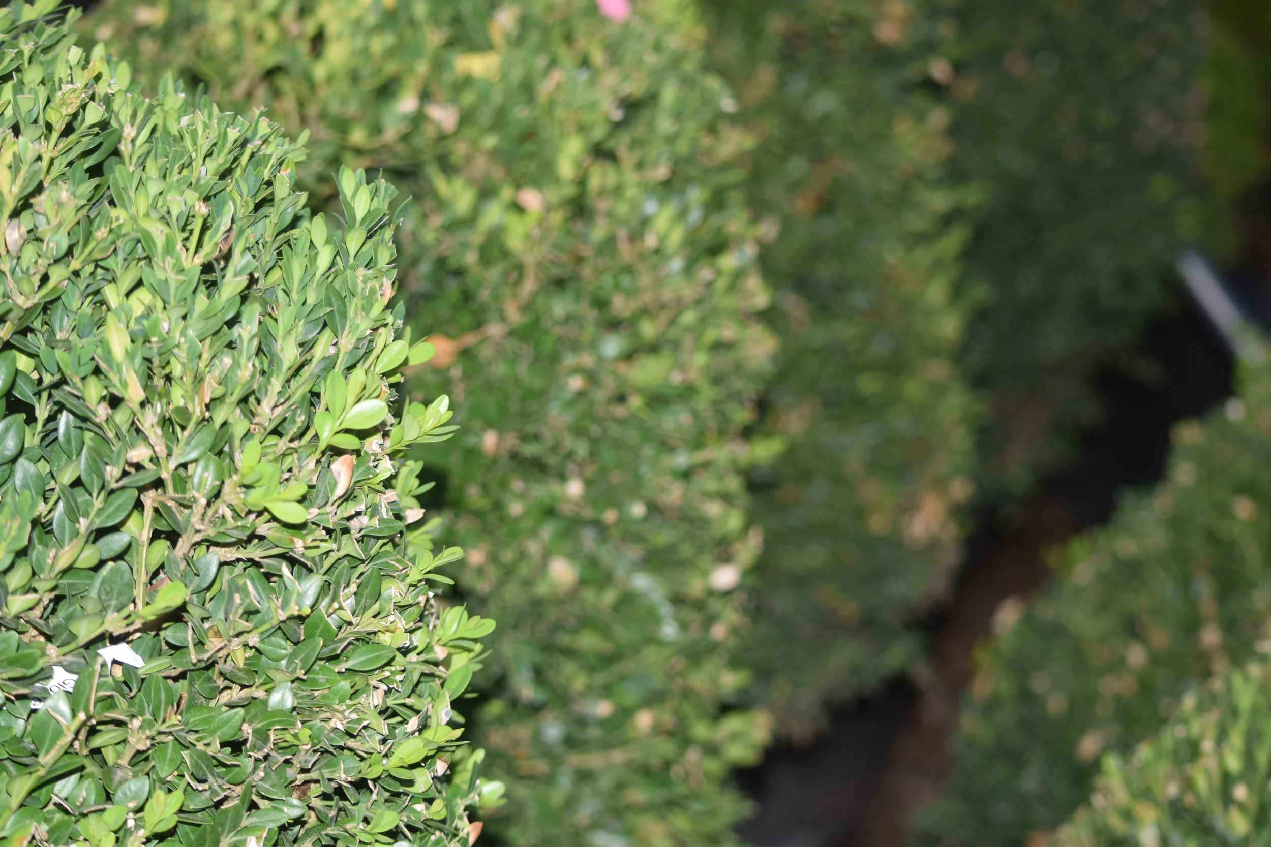 Boxwood