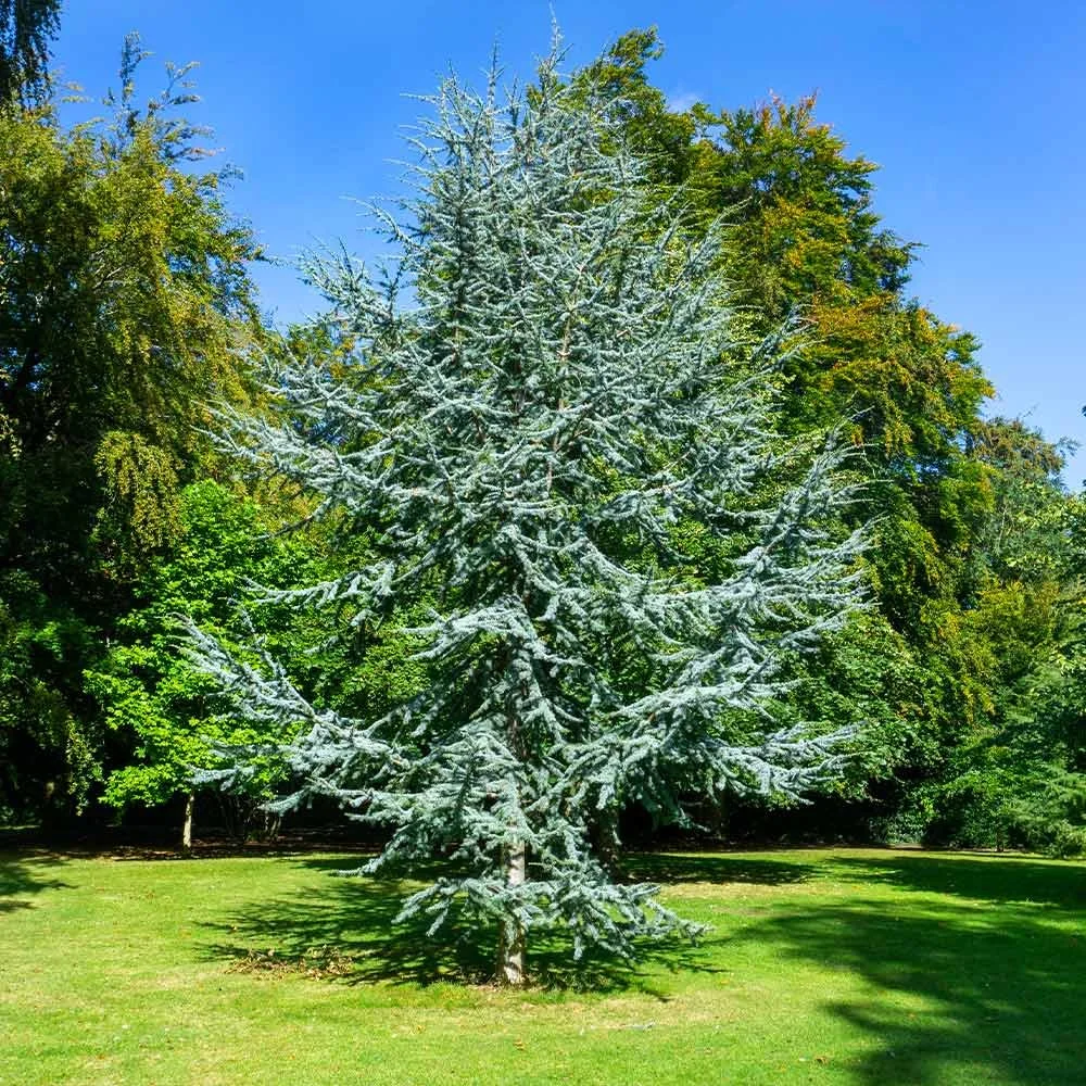 Blue Atlas Cedar