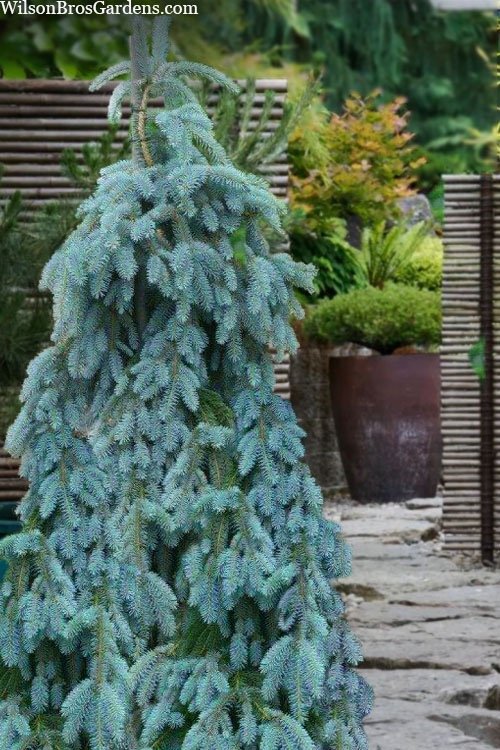 The Blues Spruce