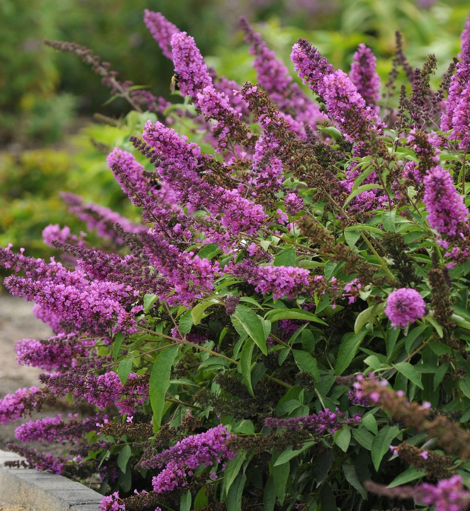 Tutti Frutti Butterfly Bush