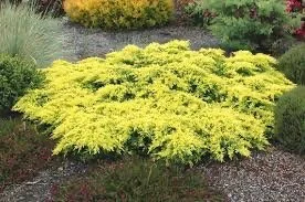 Daubs Frosted Juniper