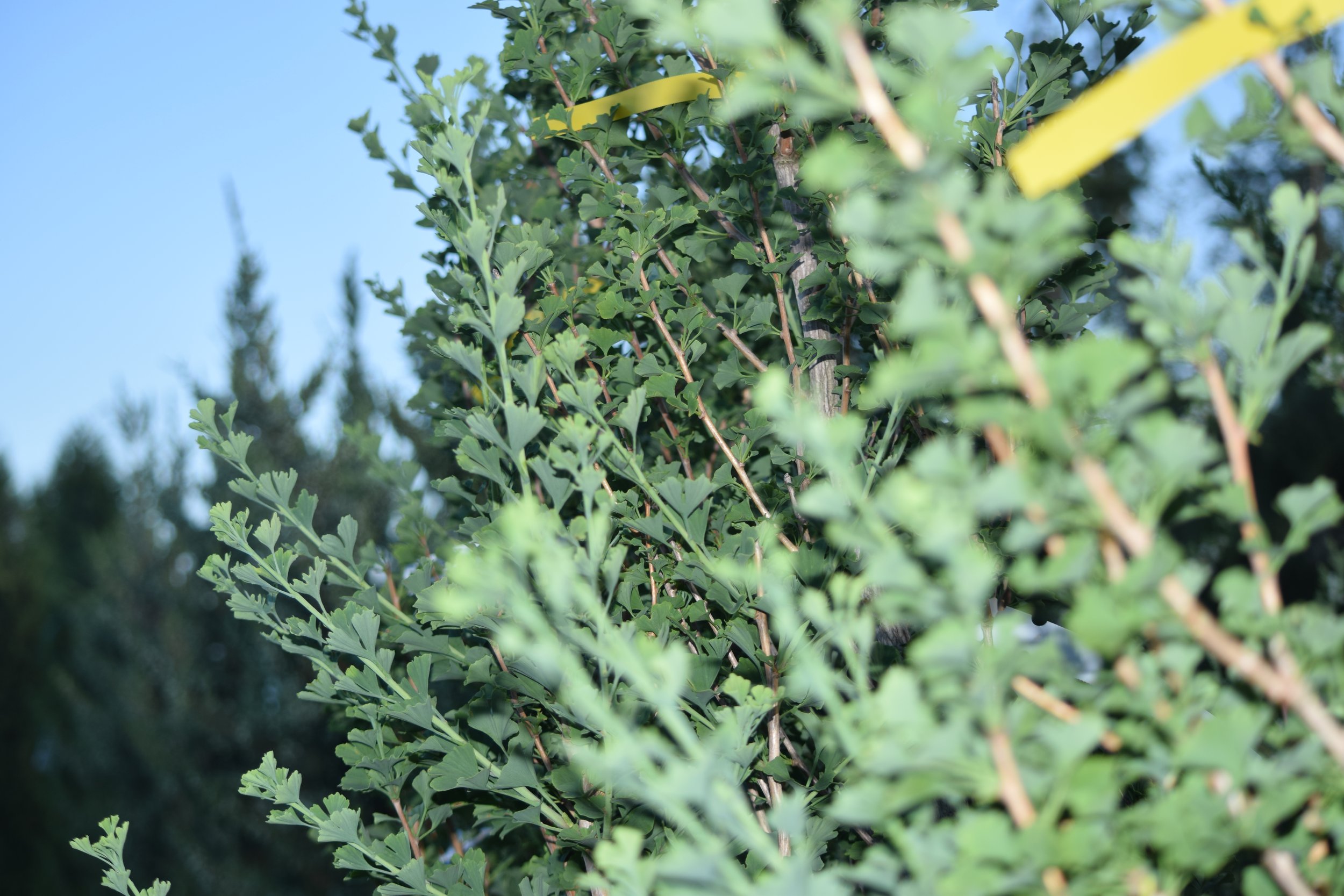 Ginkgo Trees