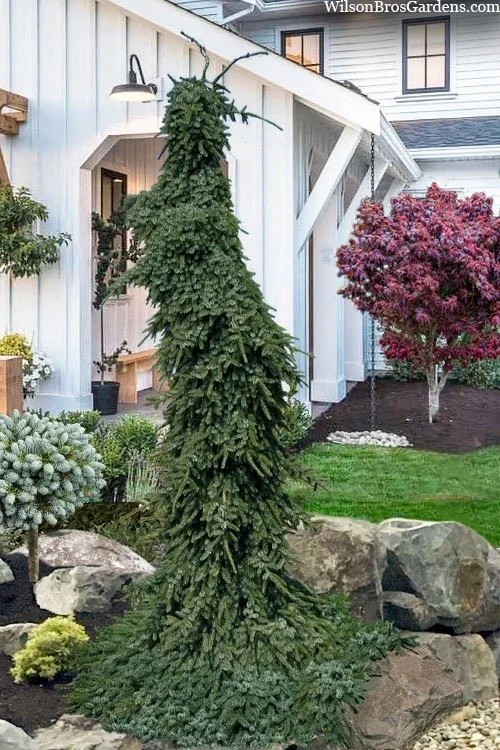 Weeping Amarillo Bruns Spruce