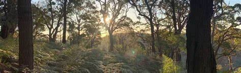 Currawong Bush .jpeg