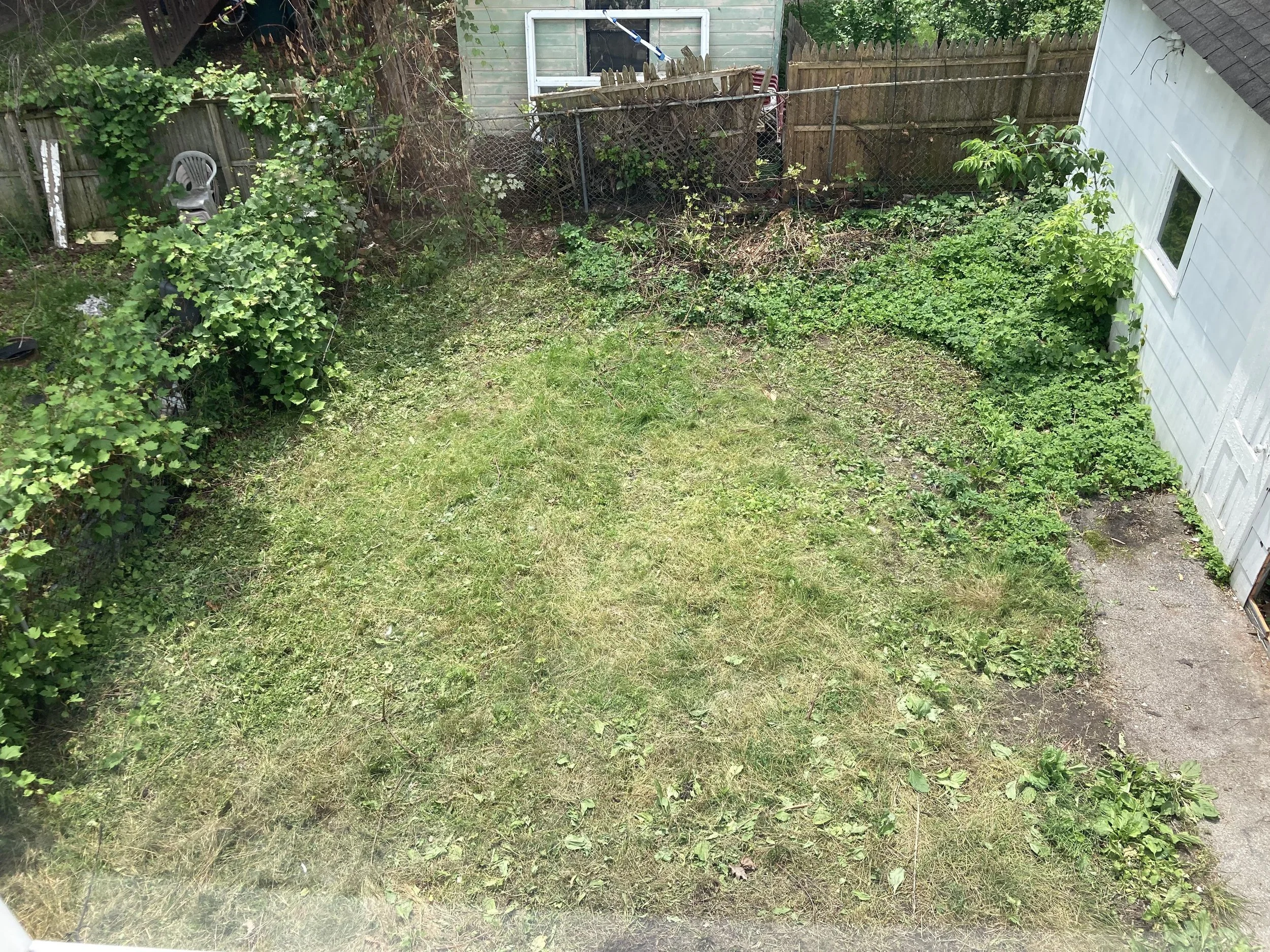 Backyard with a grassy area, green bushes along the left side, vines near the bottom right, a wooden fence and small shed in the background, and a part of a white building on the right side. Backyard needing lawncare