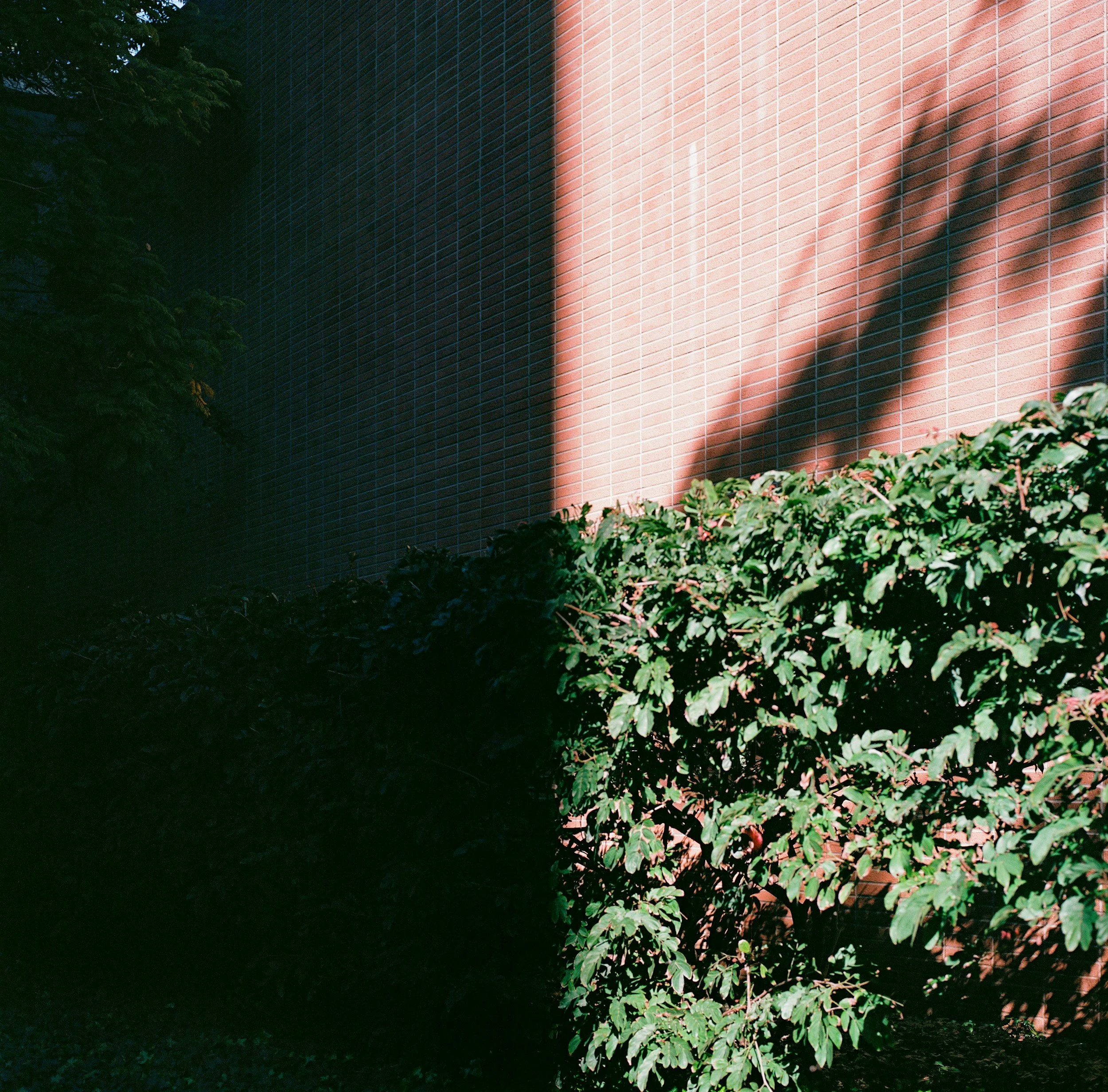 Coping vs Healing Trauma: Why Survival Skills Stop Working