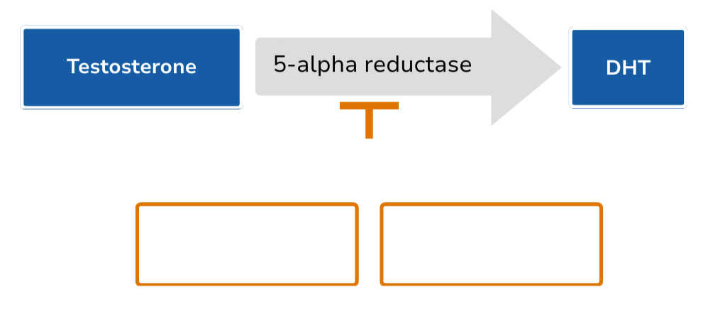 5-ARIs in Prostate Cancer During Active Surveillance | Finasteride ...