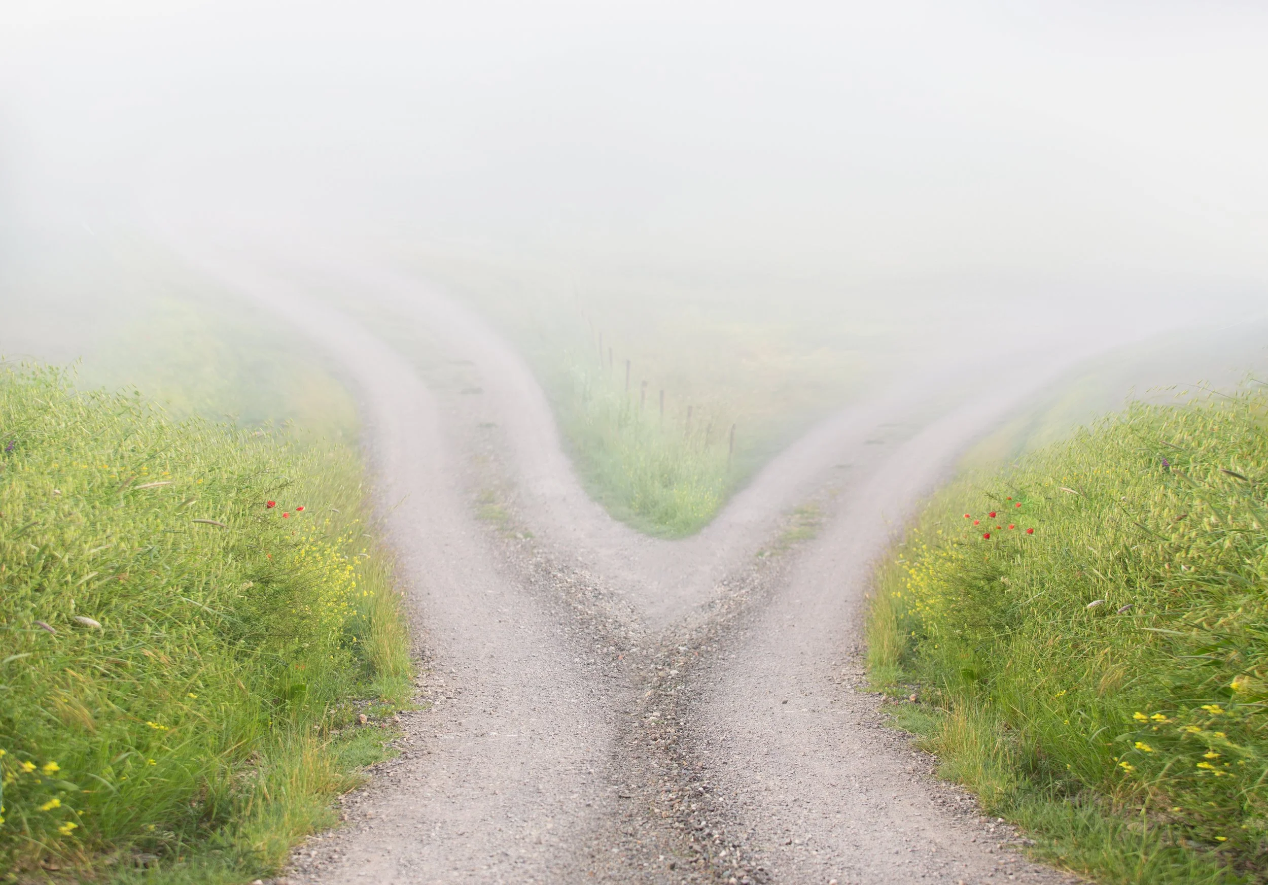 Two paths divide in a foggy meadow