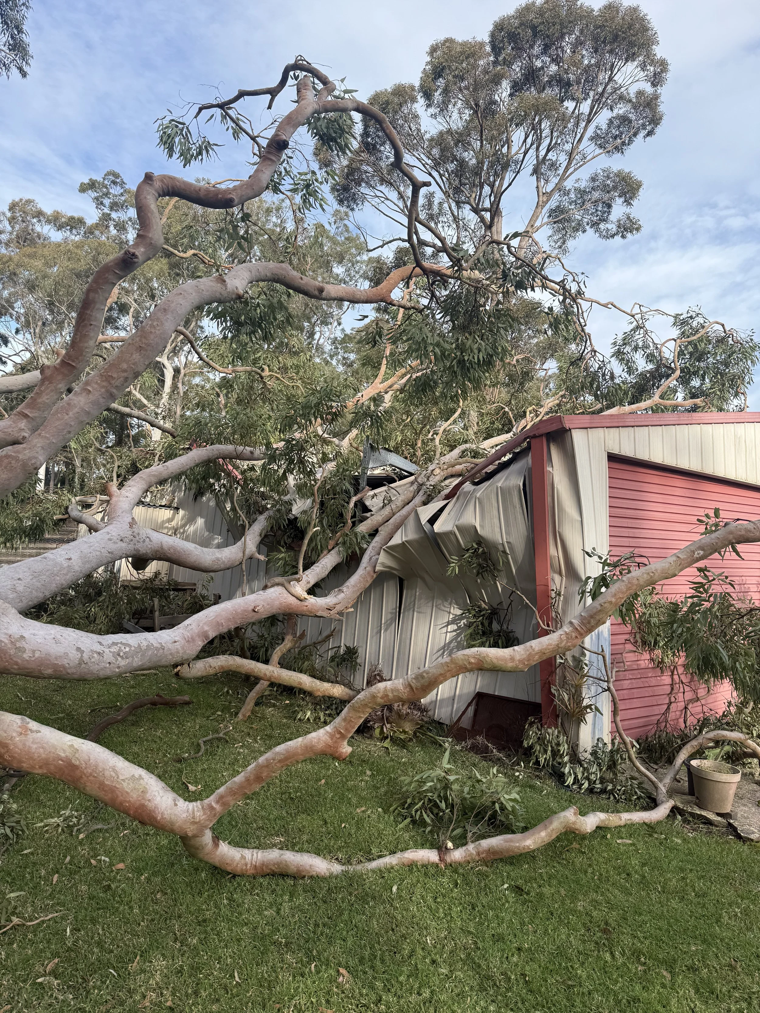 Tree Removal