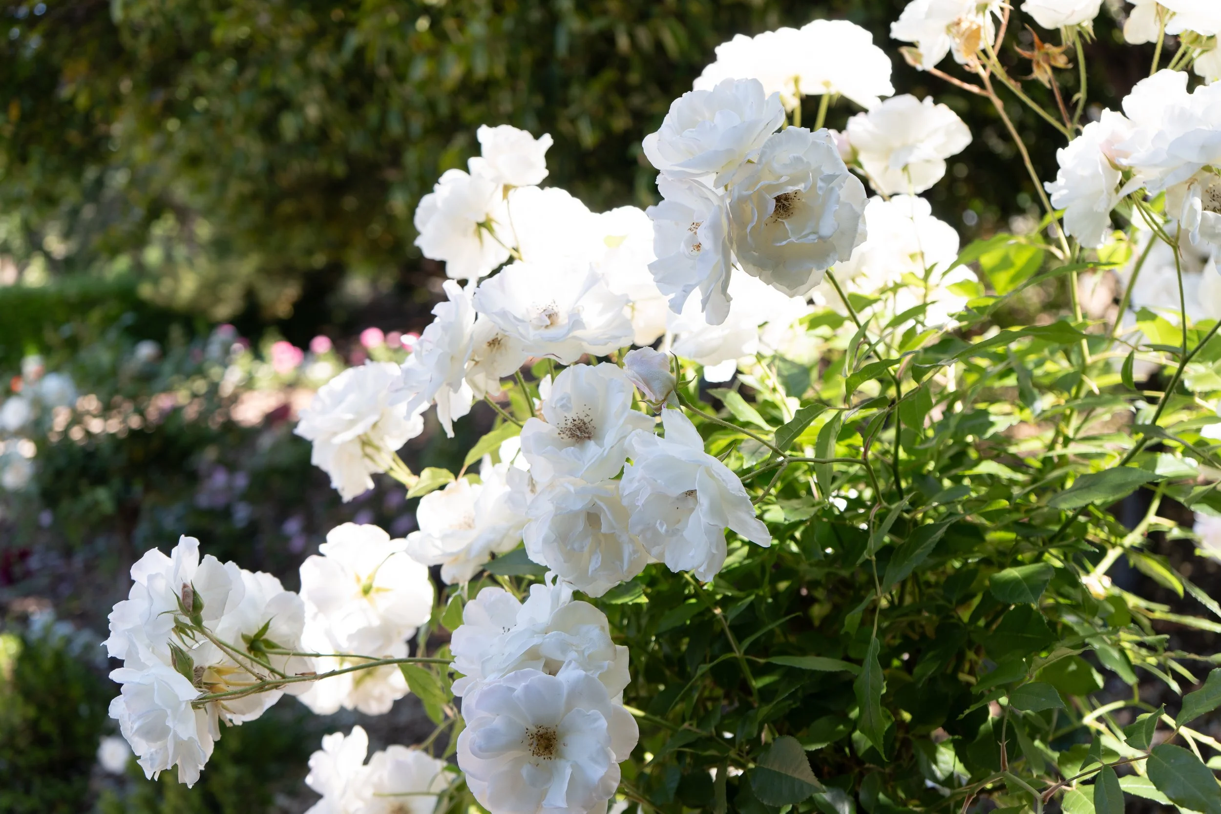 Carmel Valley Flowers