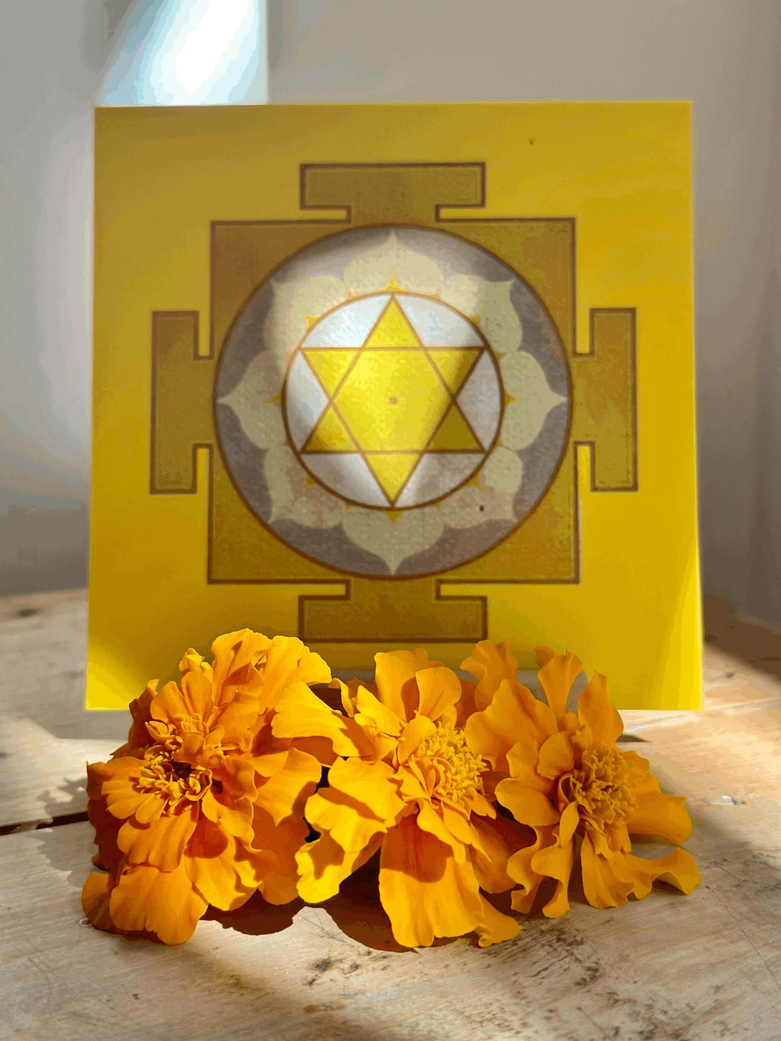 Daily Devotion Diaries