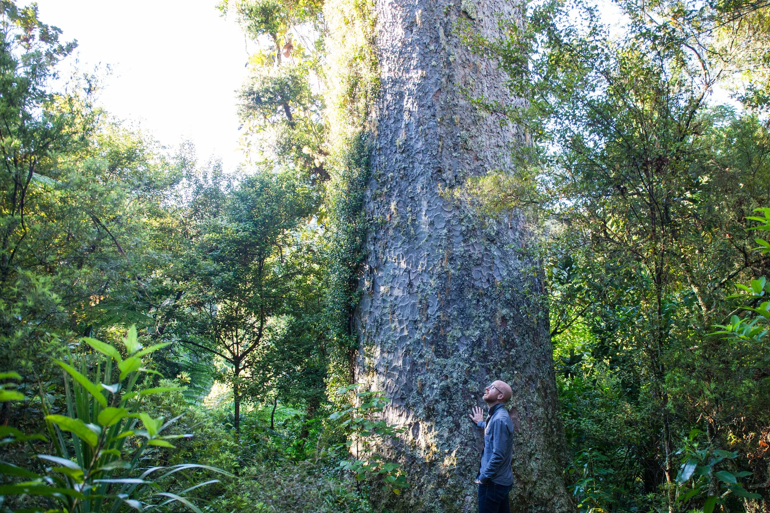 Chair's report December 2017 - Auckland Council's Kauri dieback decision