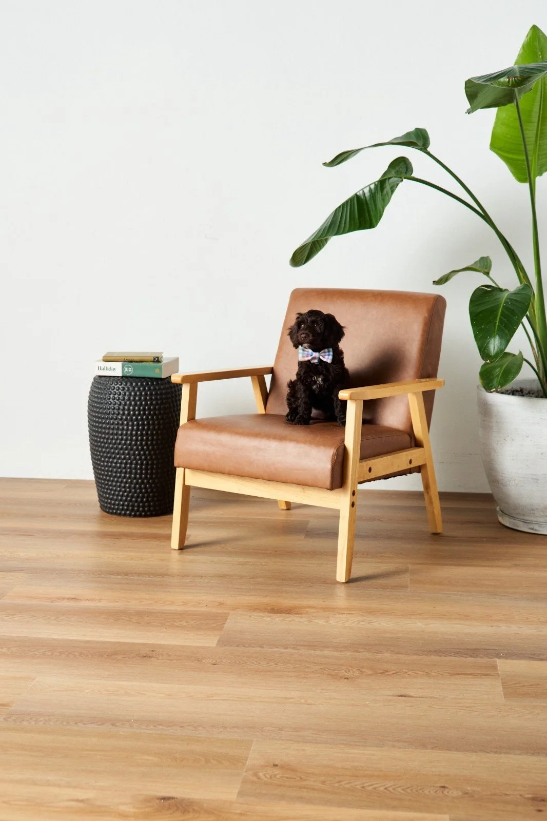 A black puppy wearing a colorful bow tie sitting on a brown leather and wood armchair, with a large leafy plant in a white pot to the right and a black textured side table holding books to the left, set against a white wall and light wood floor.
