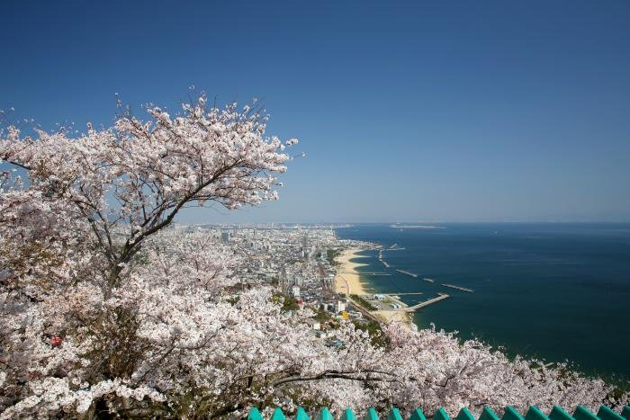 咲花の本店所在地の桜の木と海辺の都市の景色