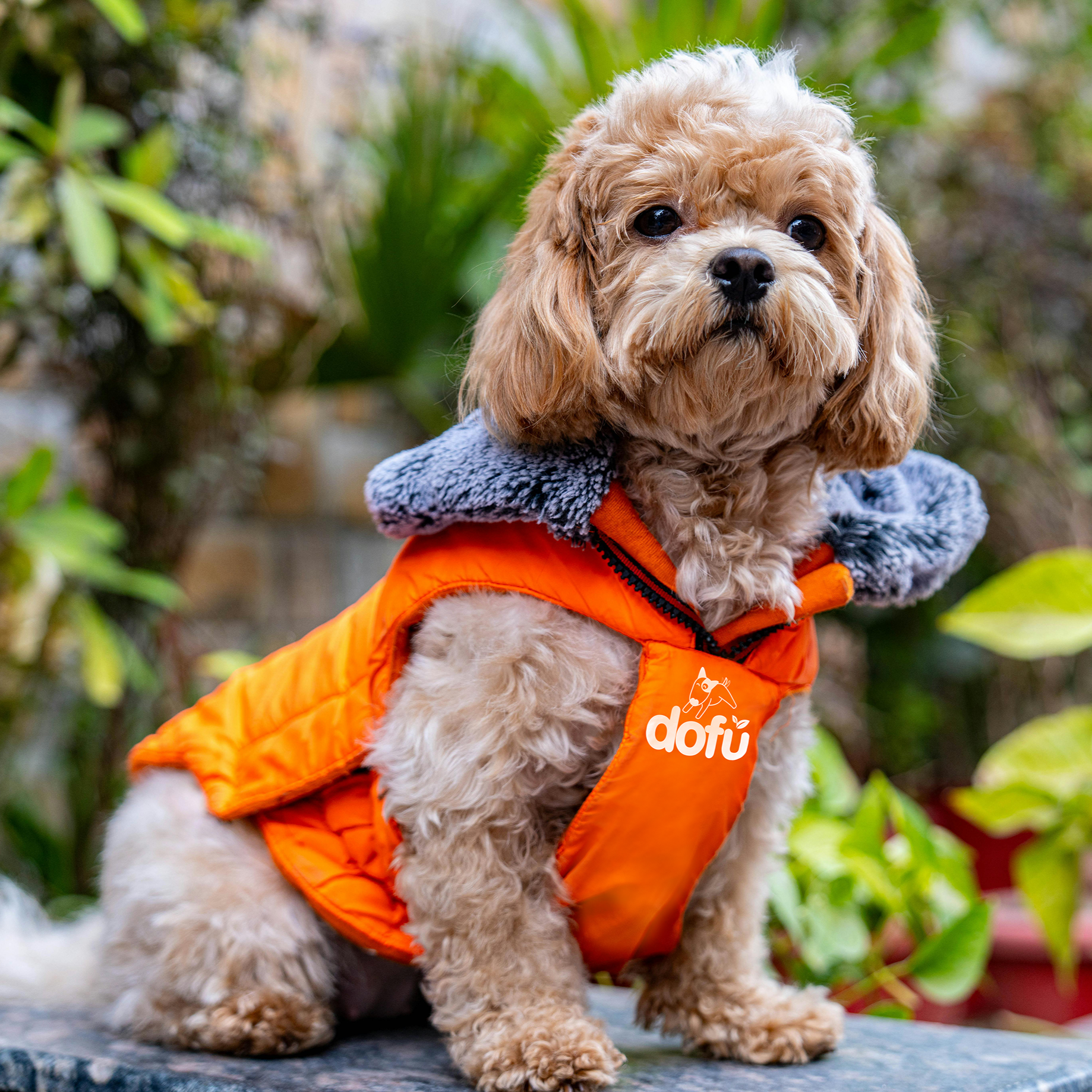 Perrito_dofu.png