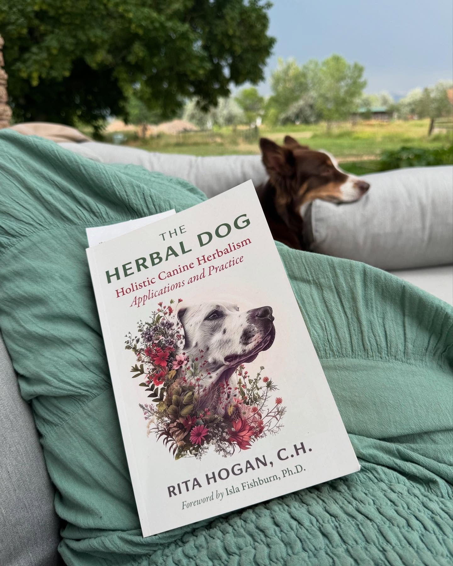 So excited to finally have this book in my hands! I&rsquo;m reading it every chance I get and am loving the vitalist approach to canine care. Thank you @the.stinging.nettle for having it on your shelves 💚