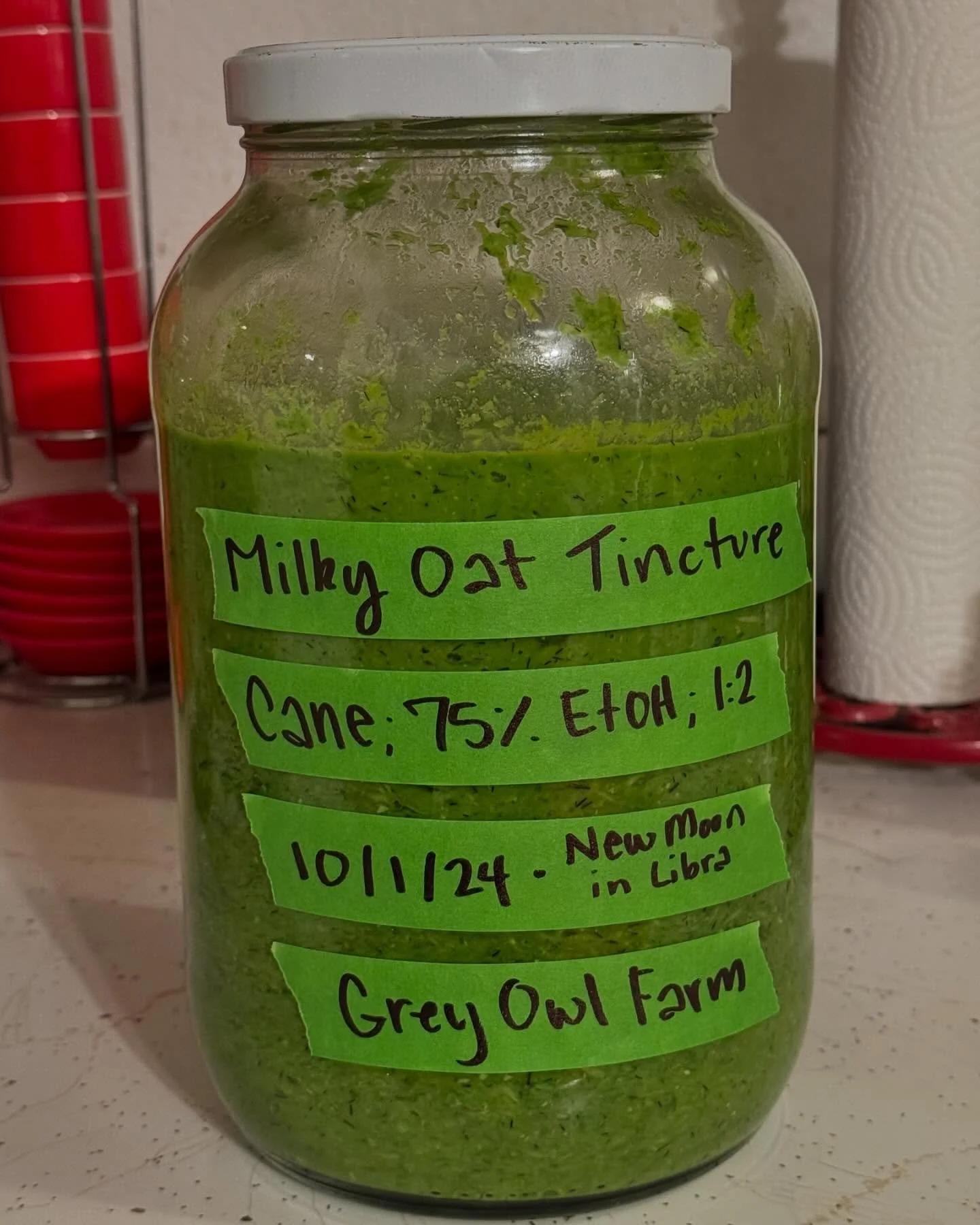 Milky oat top tincture is macerating! This herb is a gentle nervous system ally, especially when we are dealing with burnout or nervous exhaustion, especially when accompanied by depression or insomnia where your mind is fried but just won&rsquo;t st