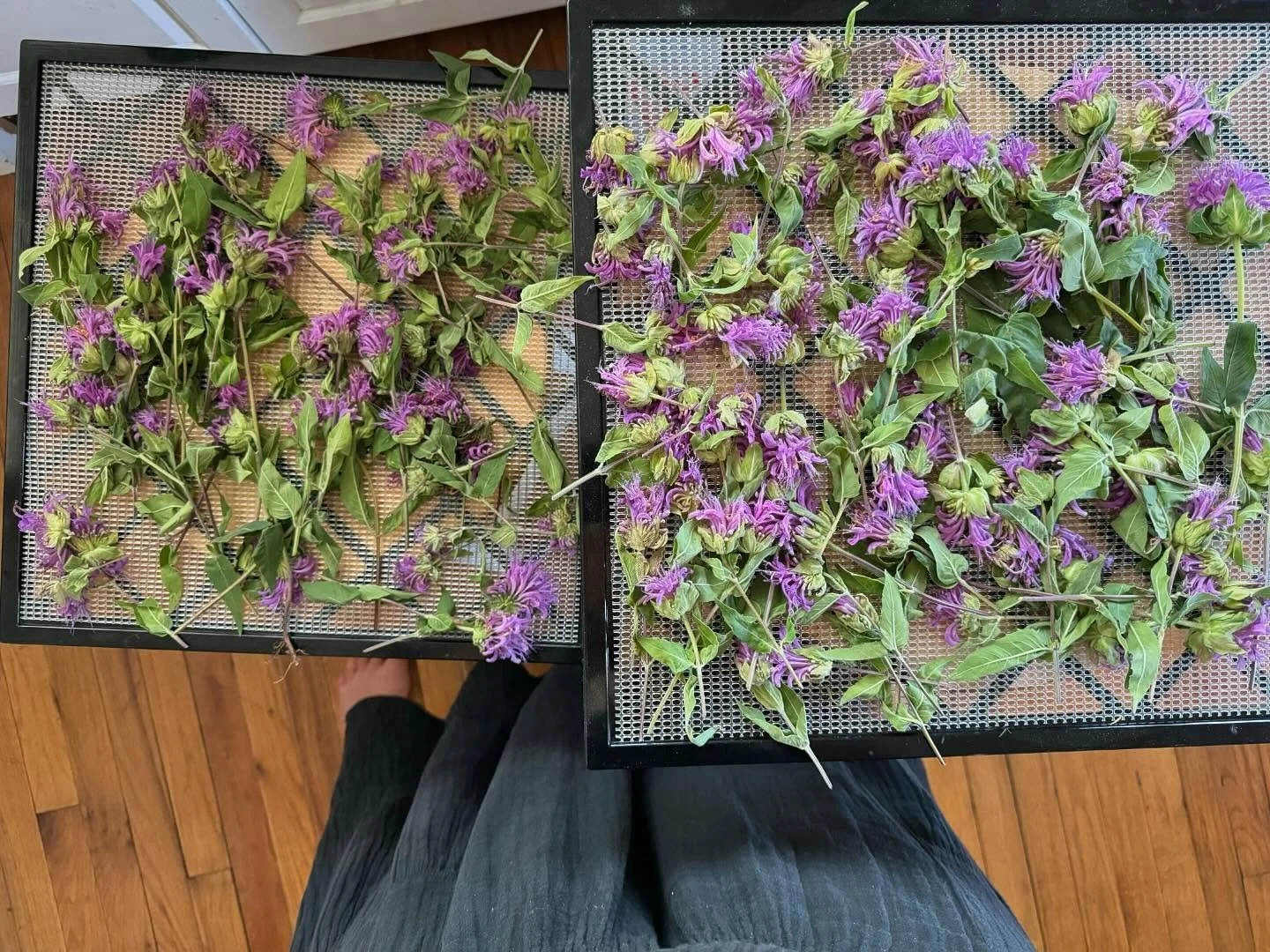 We were a bit early for the bulk of the monarda to be blooming, but there was enough to make a batch of medicine! I&rsquo;m making an oxymel by separately infusing apple cider vinegar and honey so I can play with ratios and use them separately if des