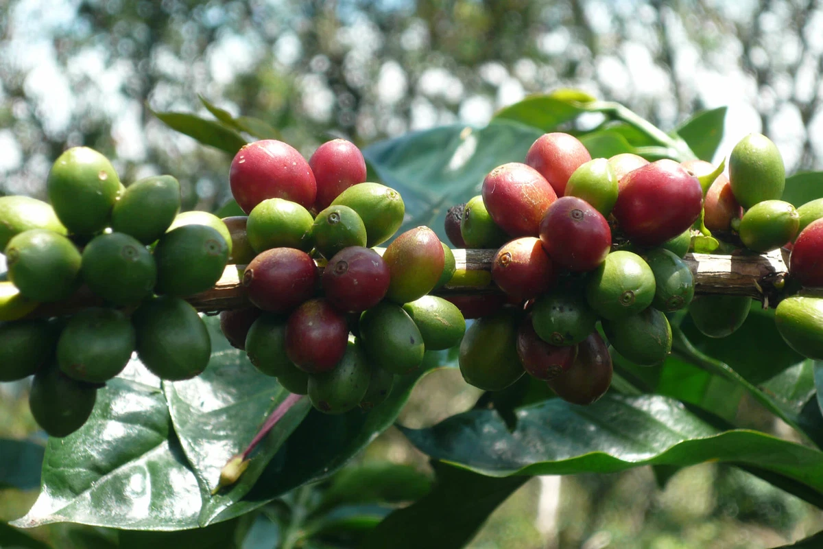 Caffea Canephora