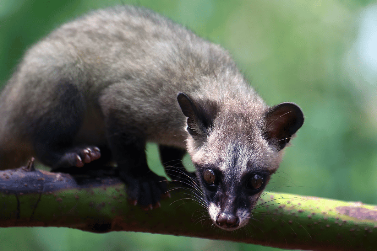 Kopi Luwak: Premium-Kaffee oder Marketing-Gag?