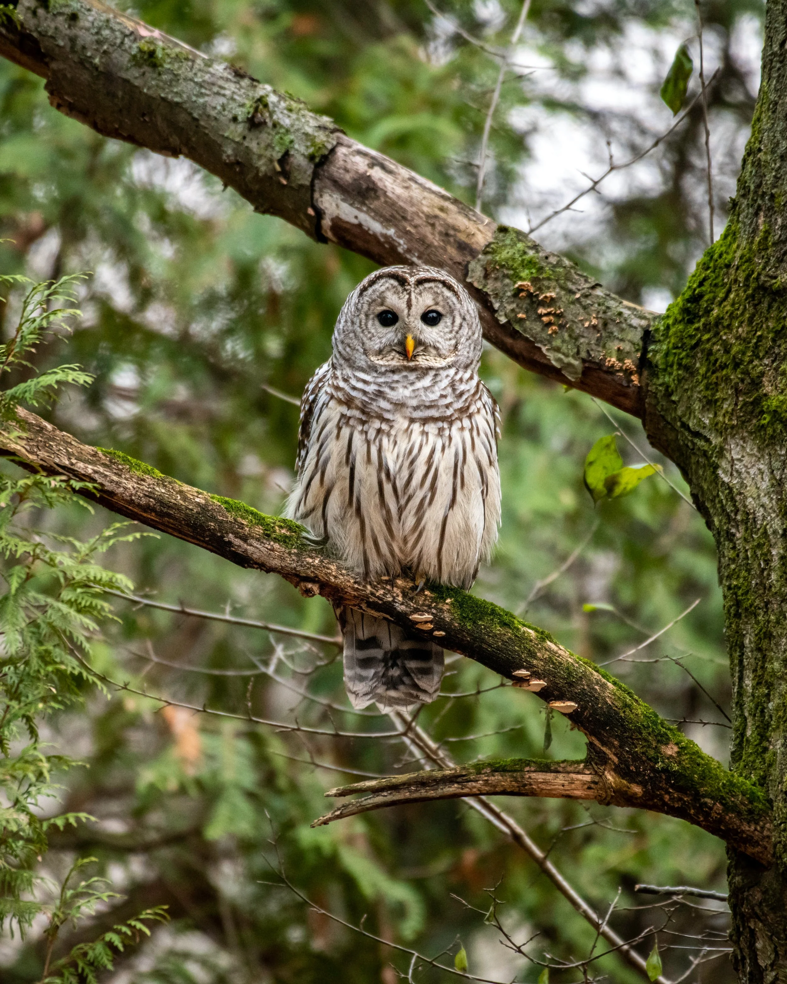 Guided Sunday Morning Bird Walk at Stimpson Nature Reserve