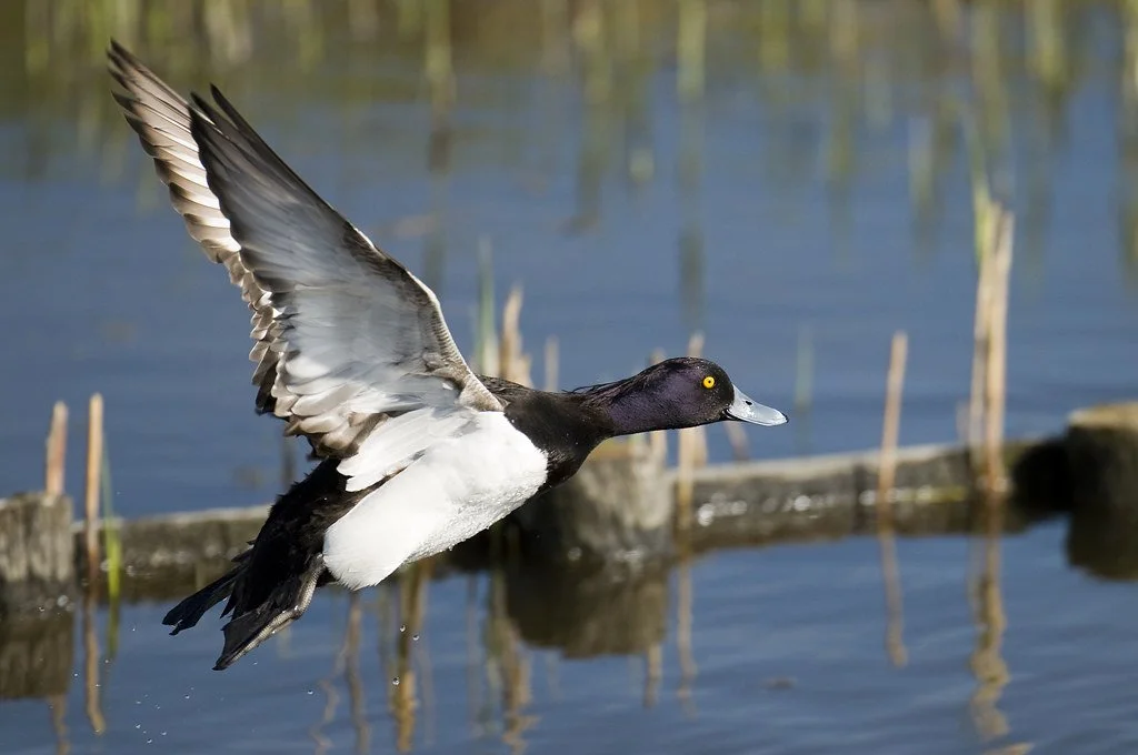 Sunday Morning Bird Walk: Winter Ducks and Geese at Wiley Slough 