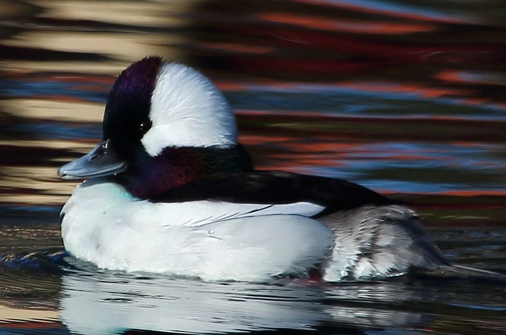 Sunday Morning Bird Walk: Winter Birds of Lake Padden