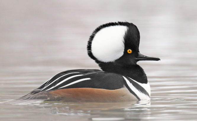 Sunday Morning Bird Walk: Winter Birds of Lake Padden