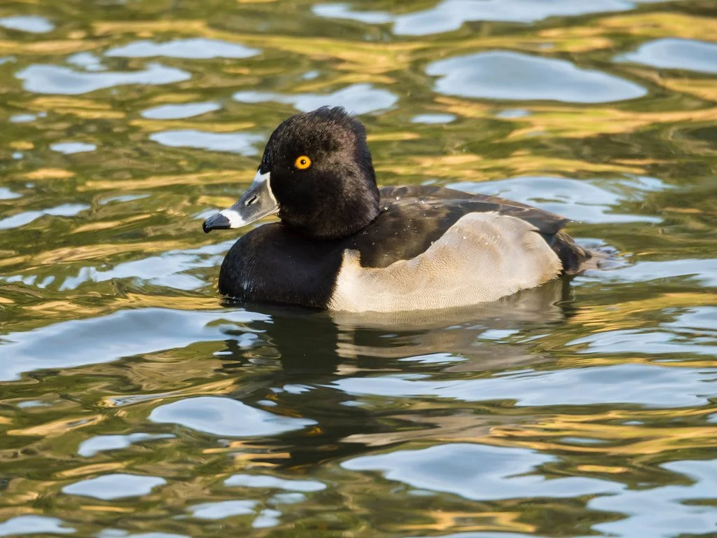 Queer Birders Club: Lake Padden Playground