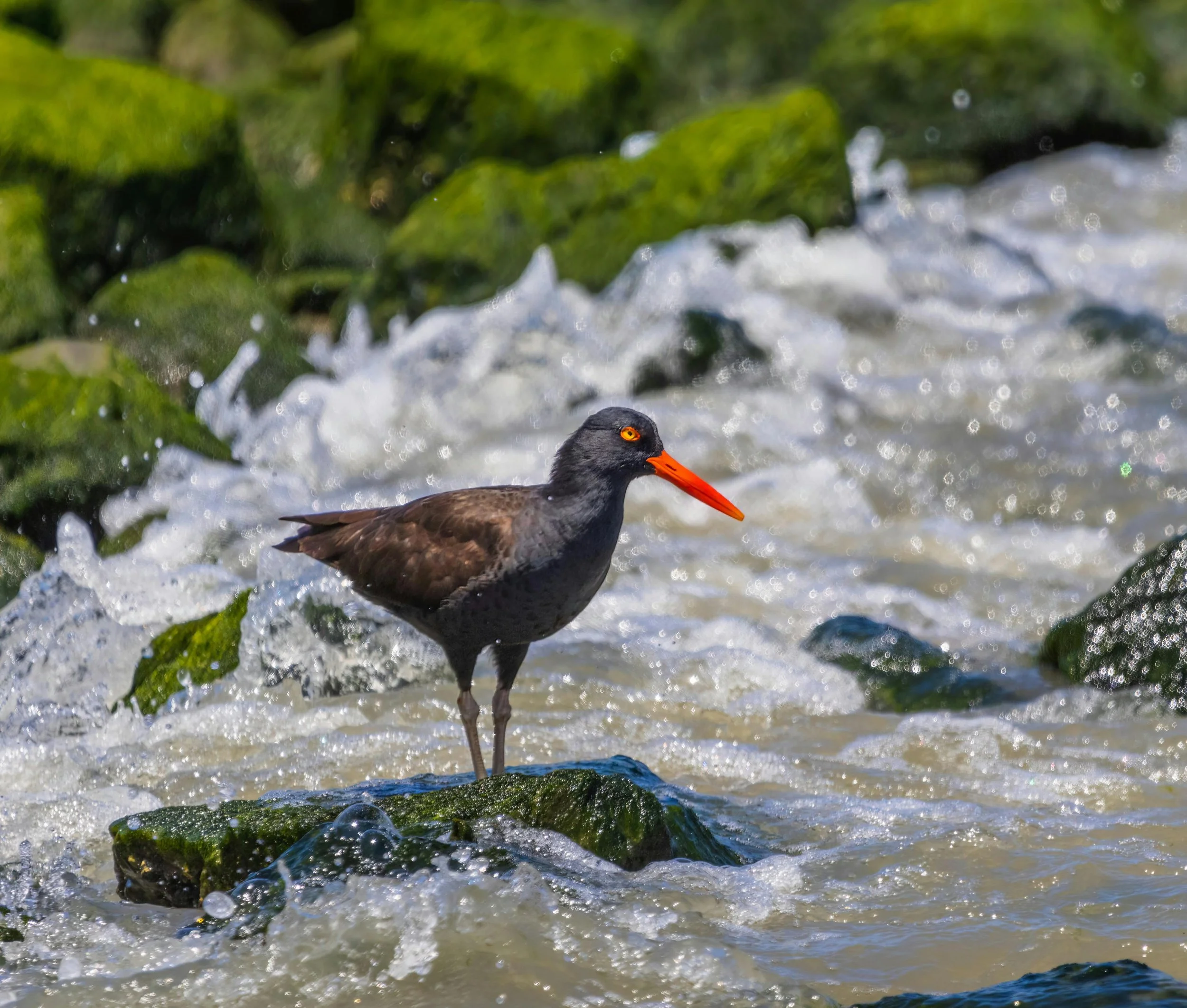 Queer Birders Club: Boulevard Park 