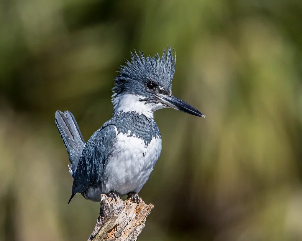 Birds of Whatcom Falls: Saturday Bird Walk Open to All 