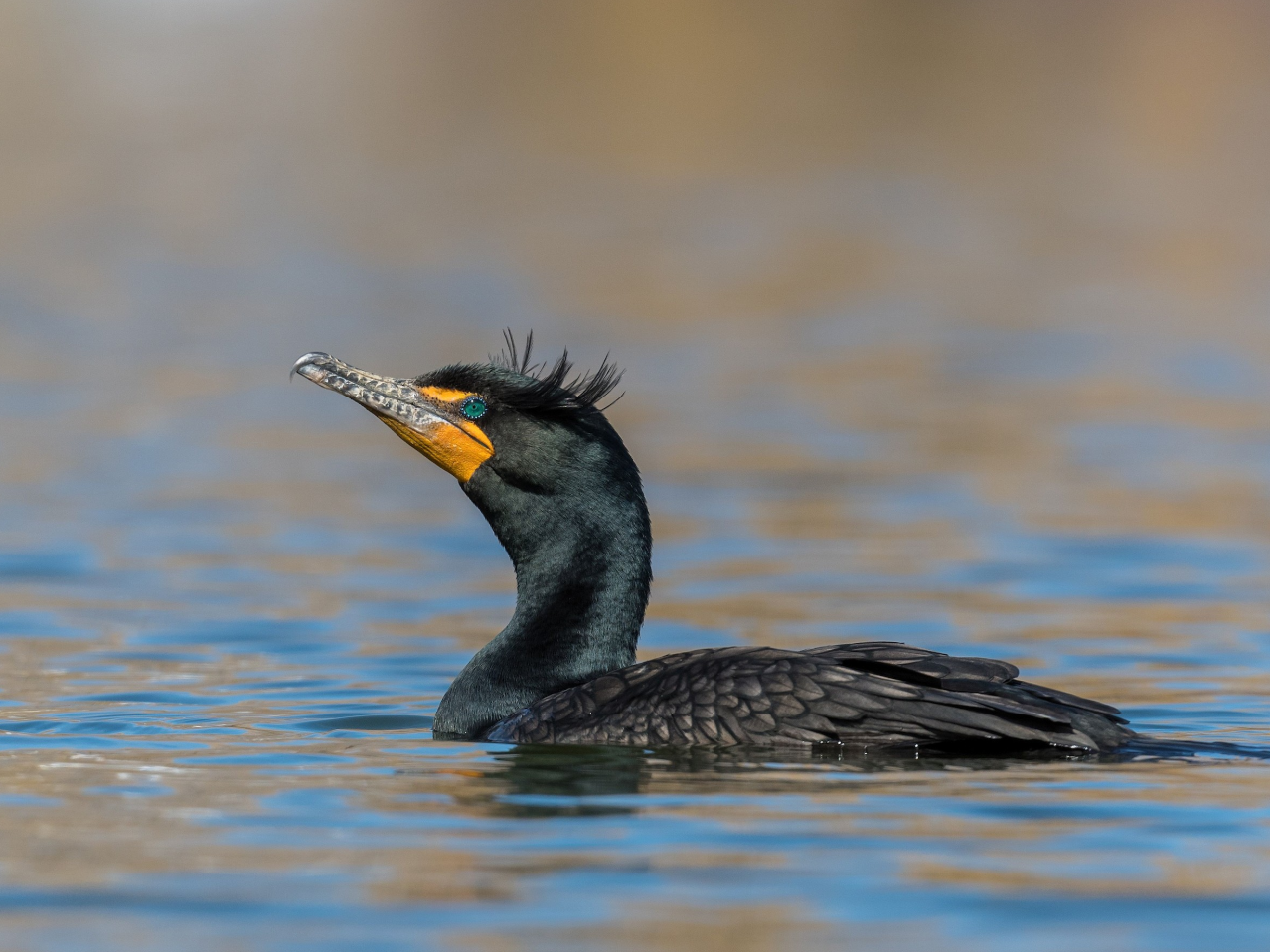 Birds of Lake Padden: Saturday Bird Walk Open to All 