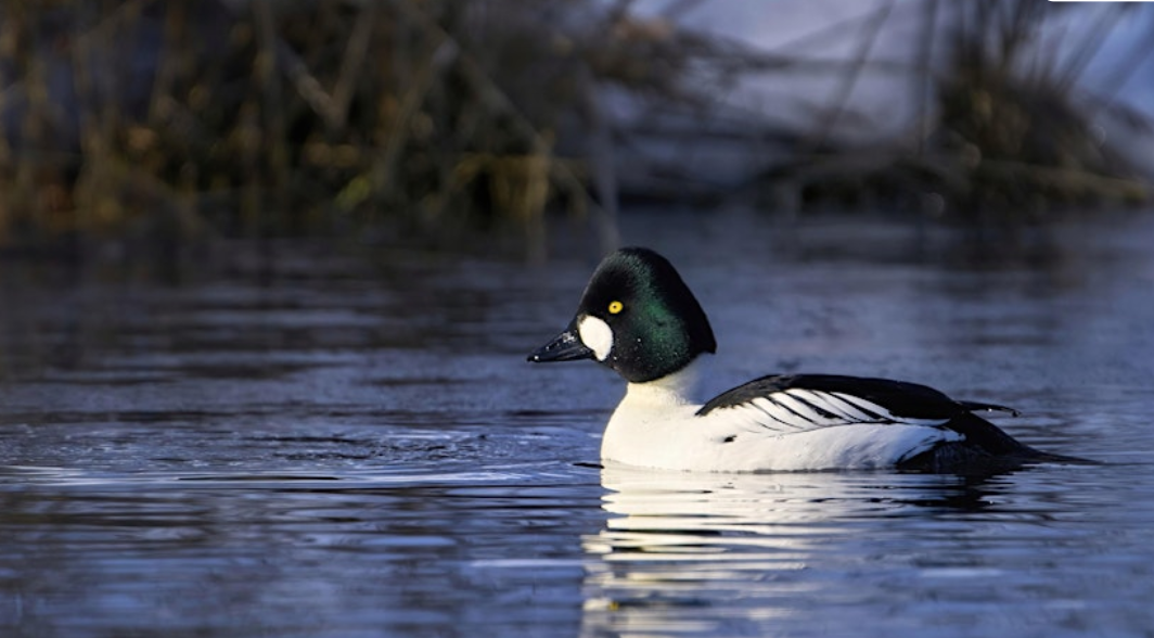 Birds of Skagit: Fall Migration at the Wiley Slough (open to all)