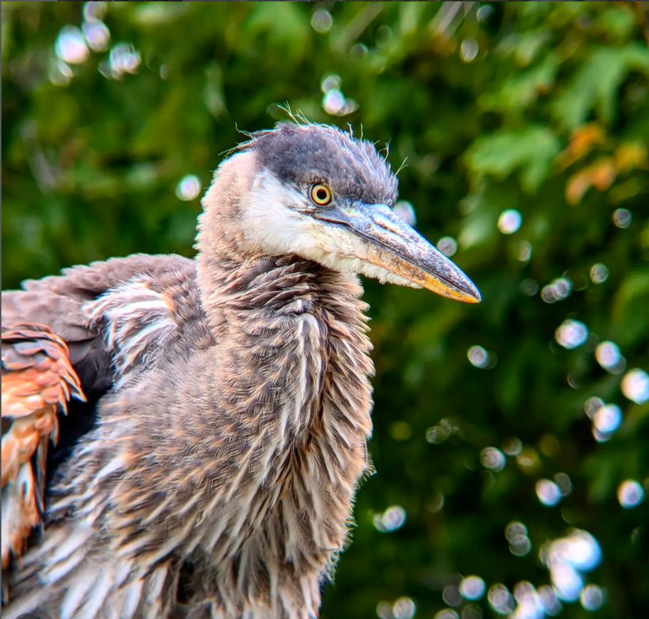 Bellingham Bird Week: Queer Birders Walk