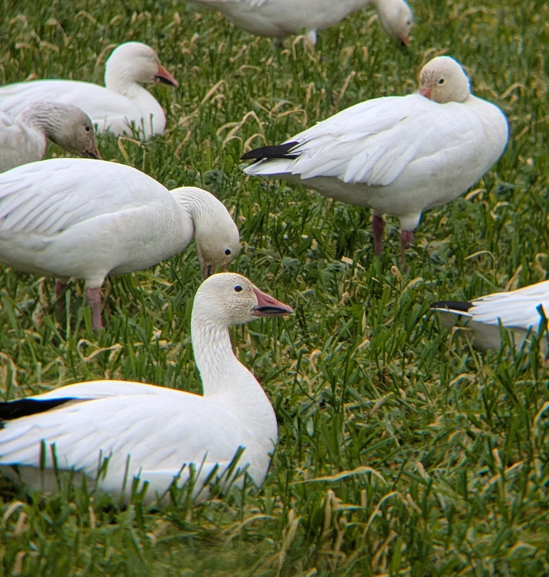 Snow Goose.jpg