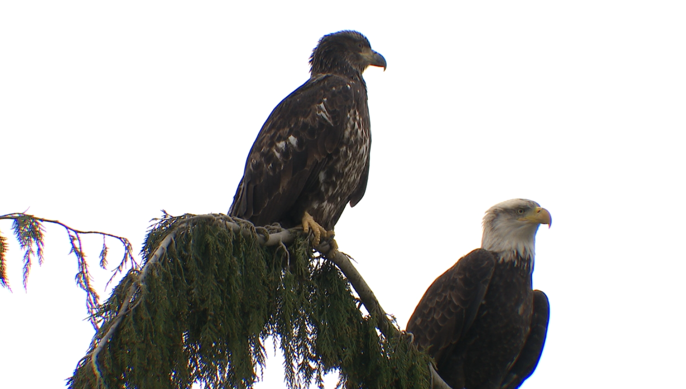 KOMO News: Bald Eagles in Skagit County