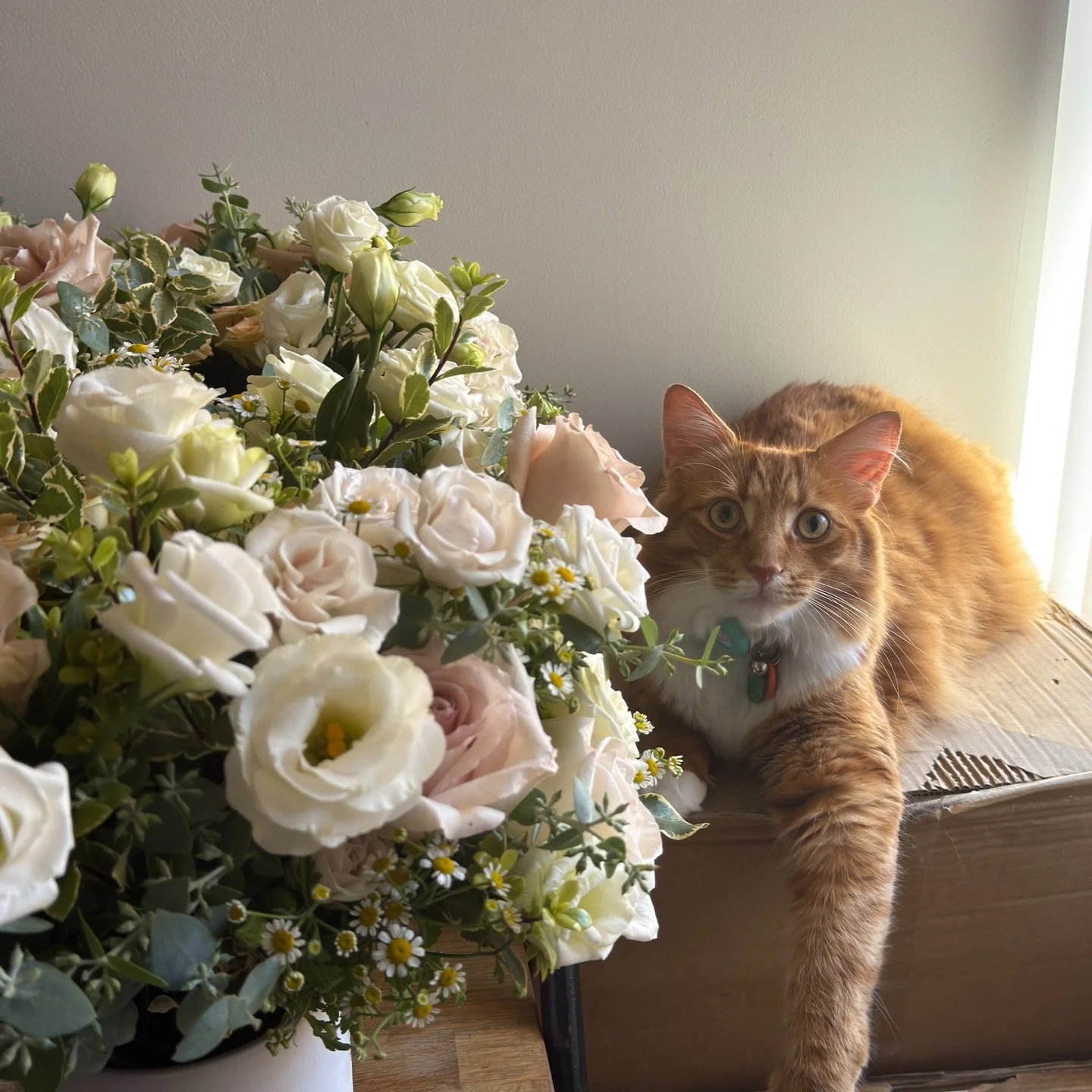 This is who is the head of quality control in the studio!! 

Remy personally sniffs every stem &amp; then clocks off mid shift 💤

Maybe I should train him to do my admin! 

#perthflorist #perthweddings #perthweddingflowers #perthweddingflorist #pert