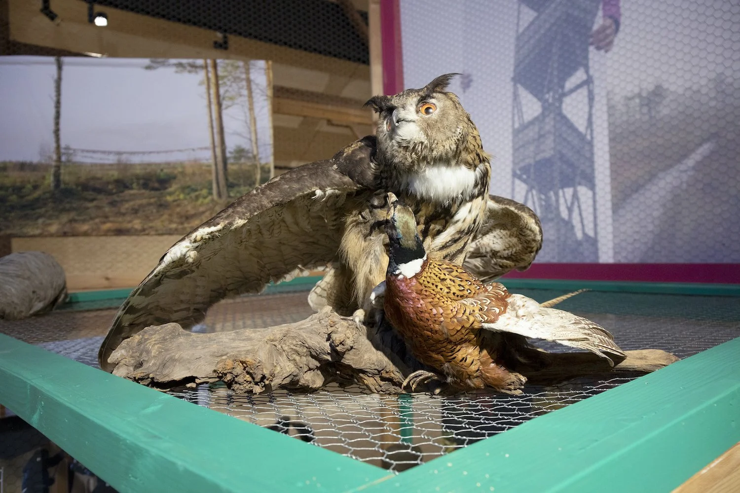 WMTW_exhibition view_Pheasant&EagleOwl.jpg