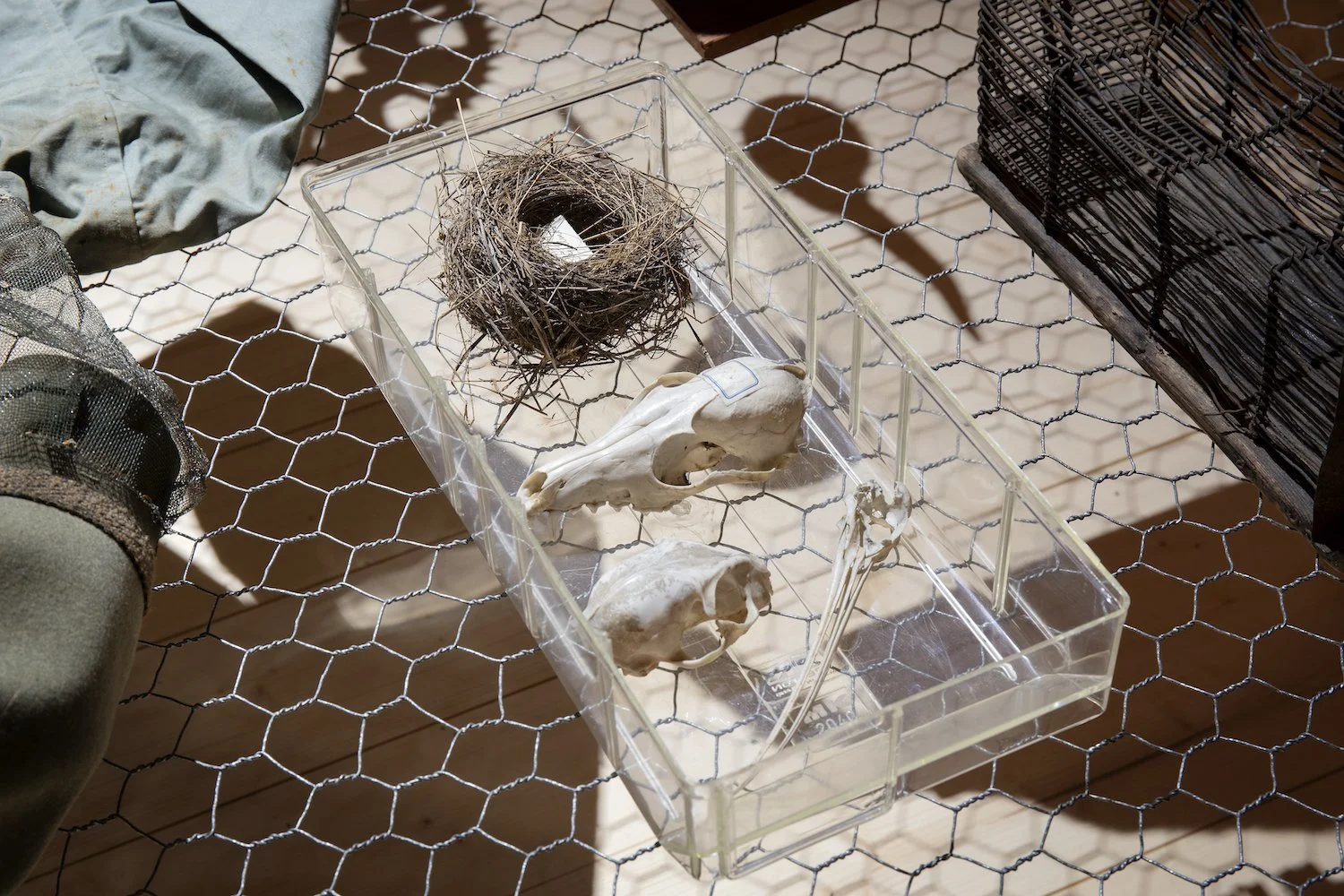 WMTW_exhibition view_Bones.jpg