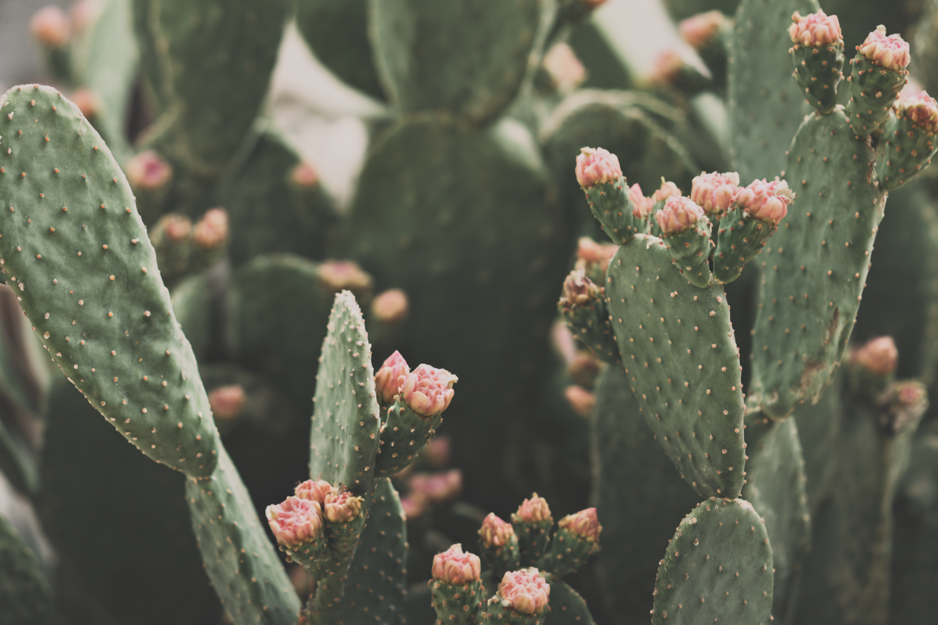 A cactus symbolising bold ideas and resilient brands. STØK Agency creates branding and marketing that stand out.
