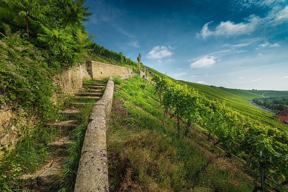 wide-angle-shot-stairs-surrounded-by-grapevines.jpg