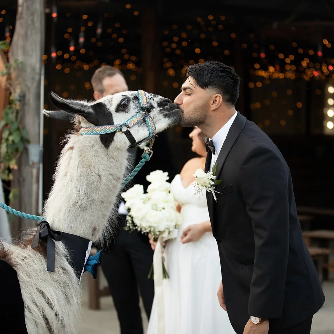 Some of our favourite Rothwood guests don’t send RSVPs, they just arrive with wagging tails or the softest hums.
The alpacas always make an entrance, flower necklace swaying and bow tie perfectly straight. They know they’re part of somet