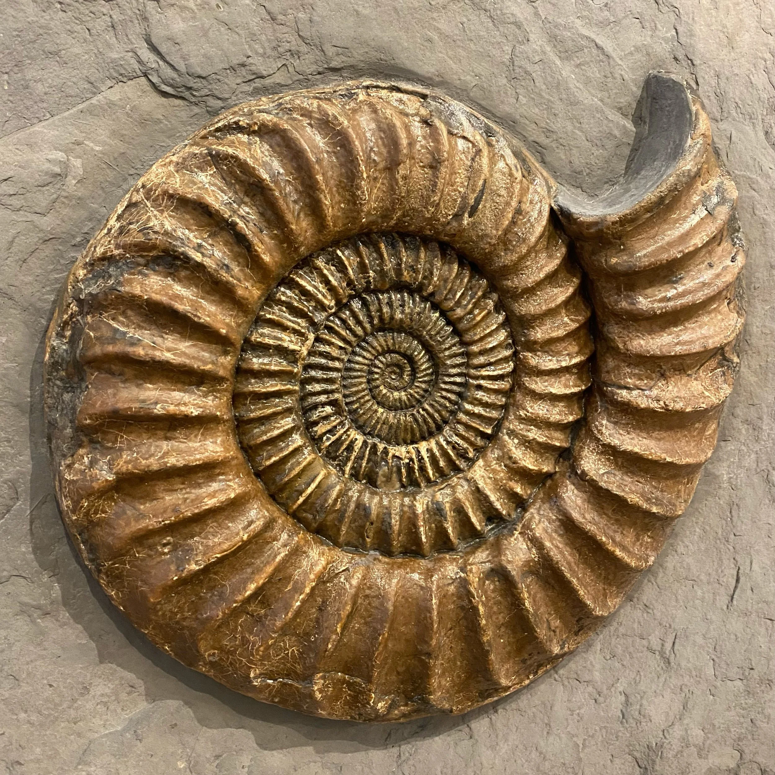 extraordinary-objects-natural-history-fossilised-ammonite-plate-detail.jpg